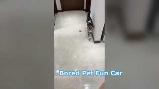 Pet Remote Control Car-a