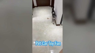 Pet Remote Control Car